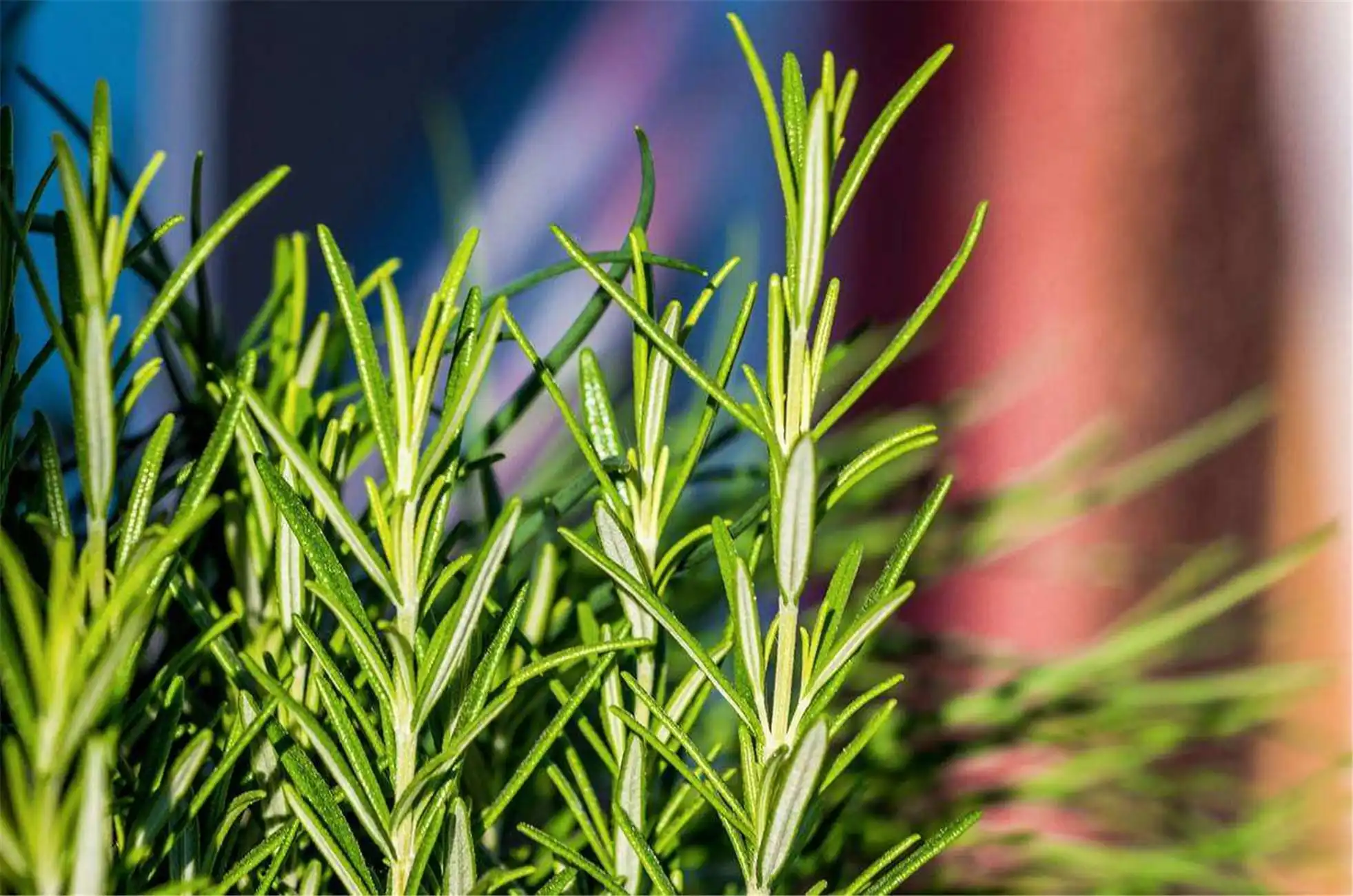 What is Rosemary Extract Powder Used For?